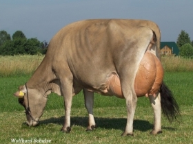 PORCHE (Jersey) Genomico - FBI GENETICS