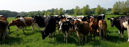 Importazione bovini ufficialmente indenni dalla Danimarca - FBI GENETICS