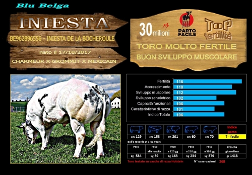 Iniesta (Blu Belga) - FBI GENETICS