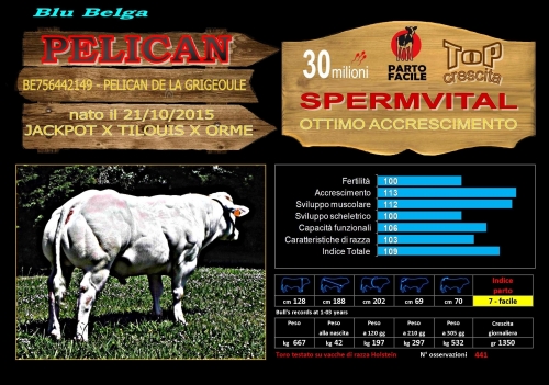 Pelican  (Blu Belga) anche Spermvital - FBI GENETICS