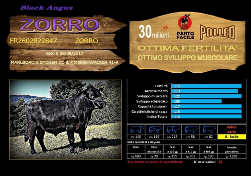 Zorro (Black Angus) - FBI GENETICS
