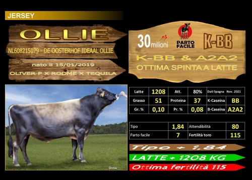 Ollie (Jersey) - FBI GENETICS